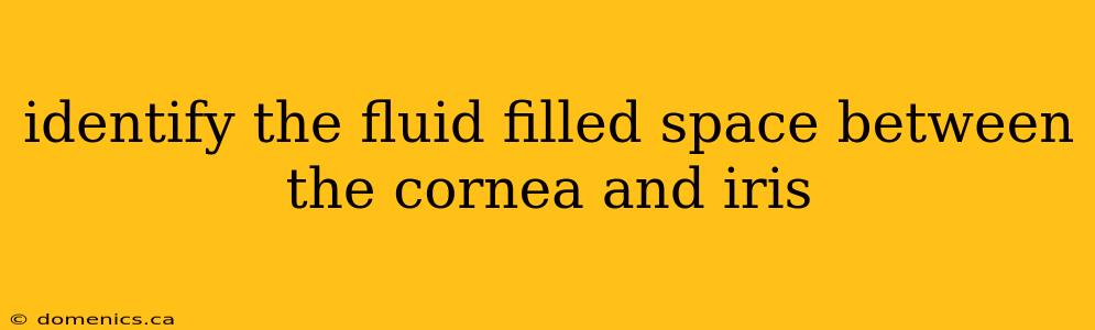 identify the fluid filled space between the cornea and iris