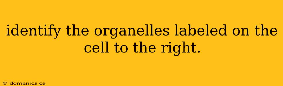 identify the organelles labeled on the cell to the right.