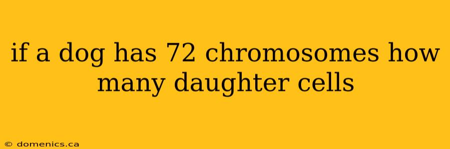 if a dog has 72 chromosomes how many daughter cells