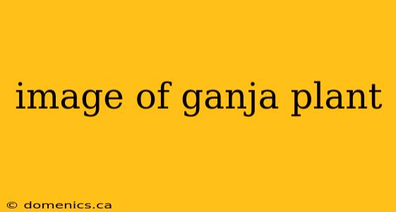 image of ganja plant