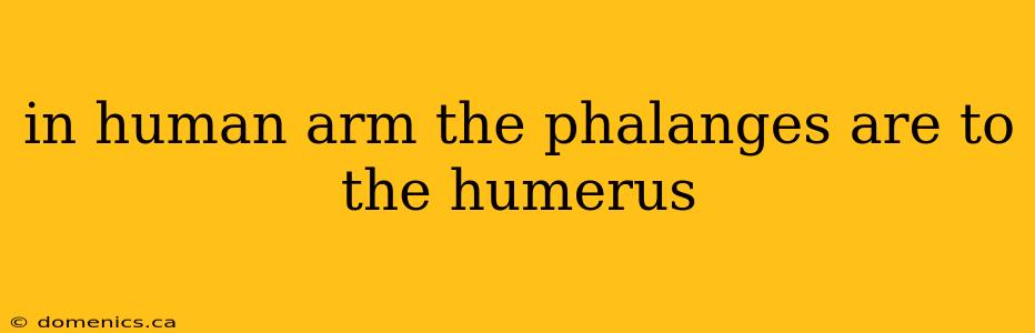 in human arm the phalanges are to the humerus