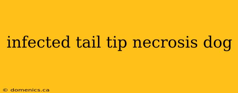 infected tail tip necrosis dog