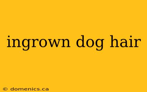 ingrown dog hair