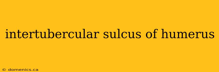 intertubercular sulcus of humerus