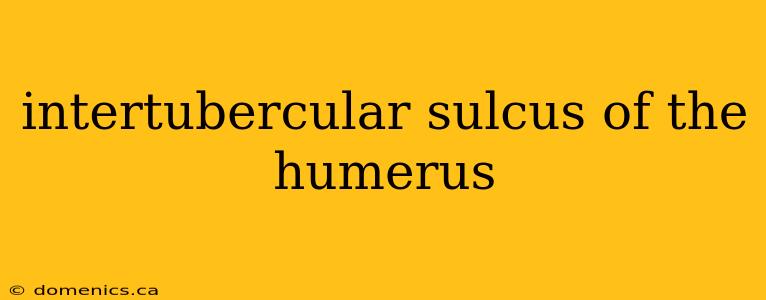 intertubercular sulcus of the humerus