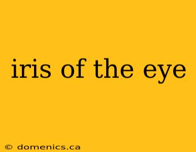 iris of the eye