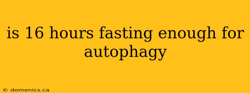 is 16 hours fasting enough for autophagy