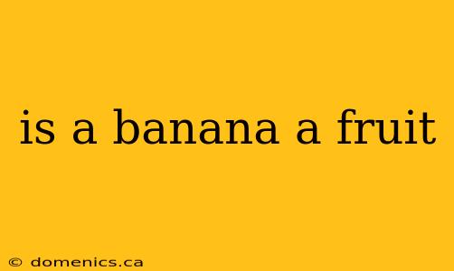 is a banana a fruit