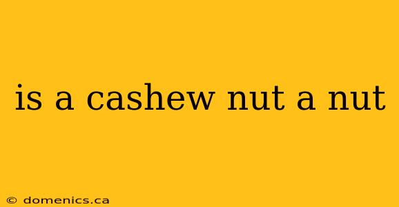 is a cashew nut a nut