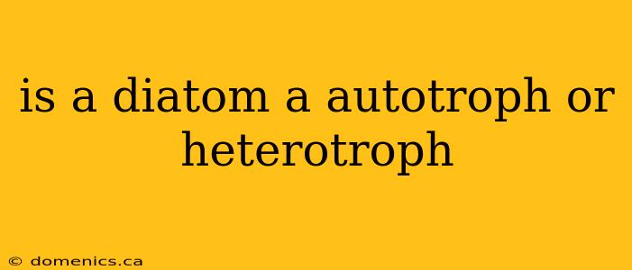 is a diatom a autotroph or heterotroph