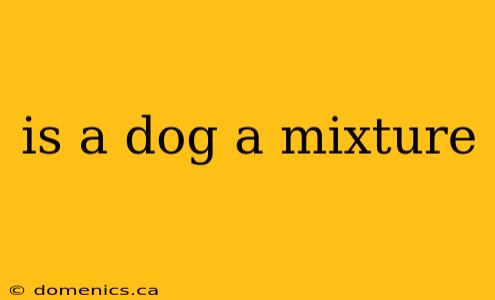 is a dog a mixture