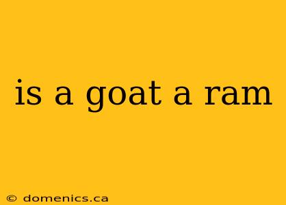 is a goat a ram