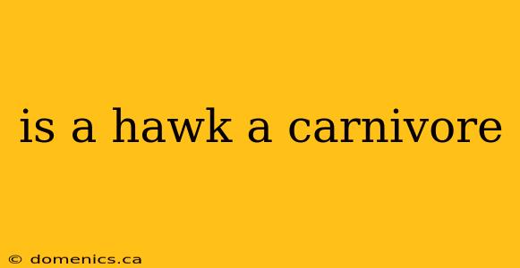 is a hawk a carnivore