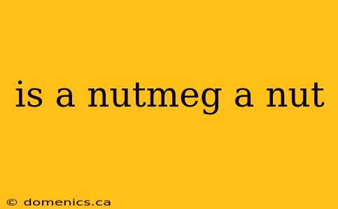 is a nutmeg a nut