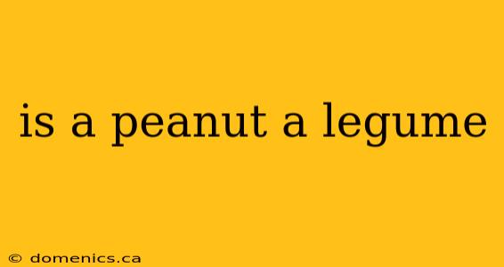 is a peanut a legume