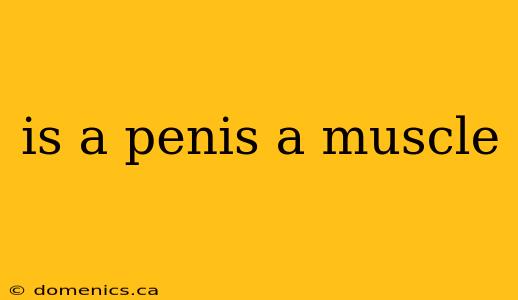 is a penis a muscle