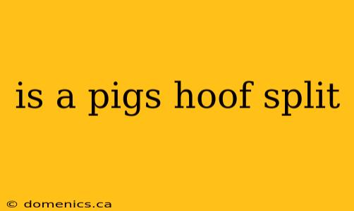 is a pigs hoof split