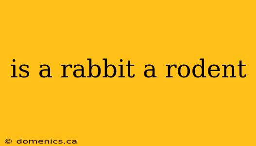 is a rabbit a rodent