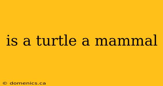 is a turtle a mammal