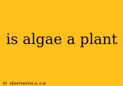 is algae a plant