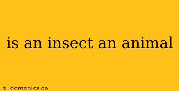 is an insect an animal