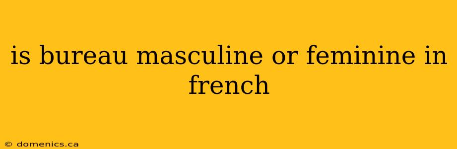 is bureau masculine or feminine in french