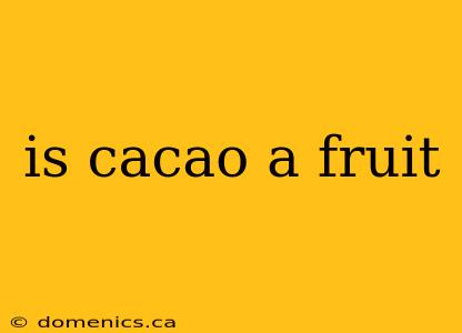 is cacao a fruit