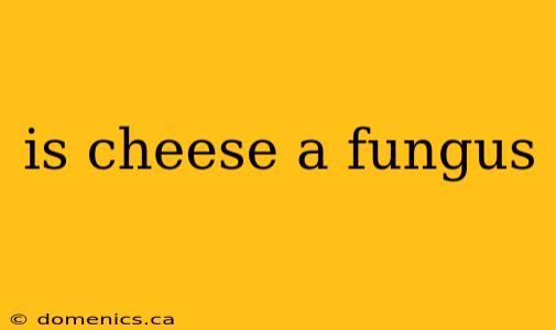 is cheese a fungus