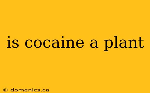 is cocaine a plant