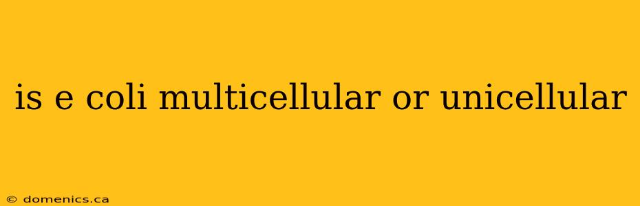 is e coli multicellular or unicellular