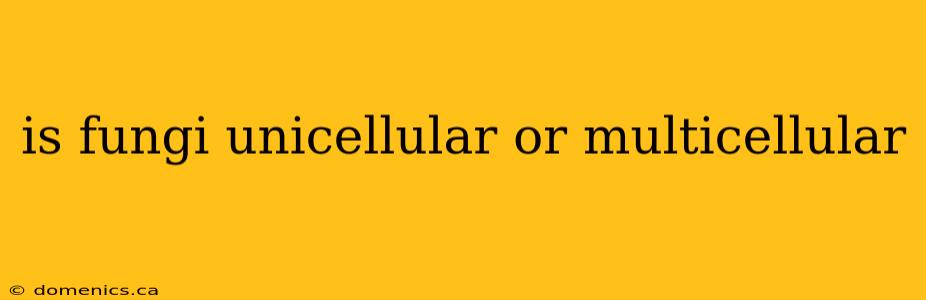 is fungi unicellular or multicellular