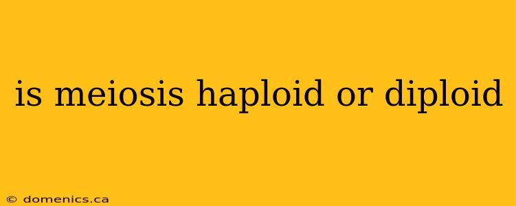 is meiosis haploid or diploid