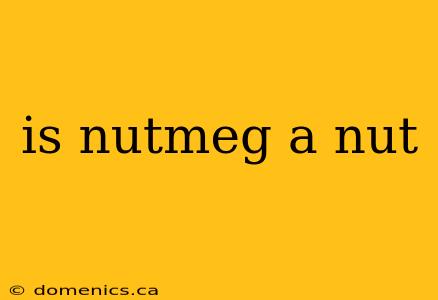 is nutmeg a nut