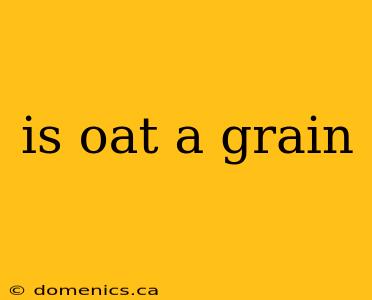 is oat a grain