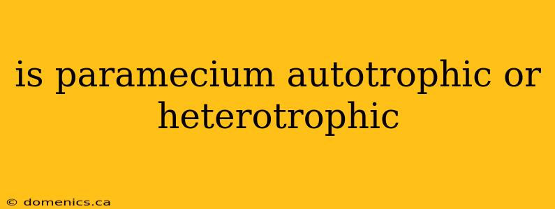 is paramecium autotrophic or heterotrophic