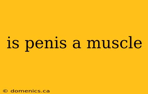 is penis a muscle