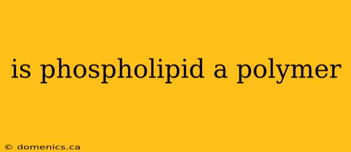 is phospholipid a polymer