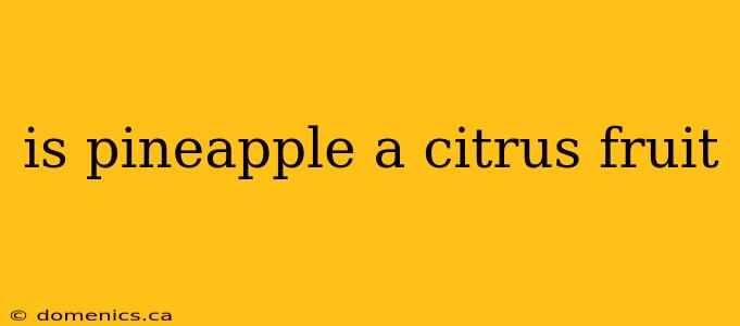 is pineapple a citrus fruit