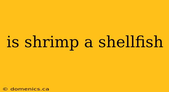 is shrimp a shellfish