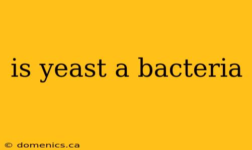 is yeast a bacteria