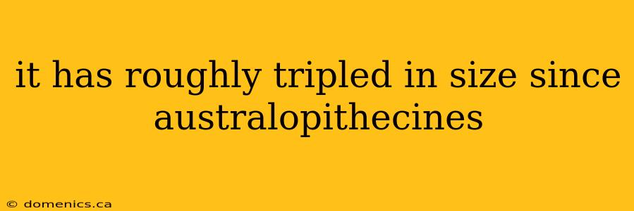 it has roughly tripled in size since australopithecines