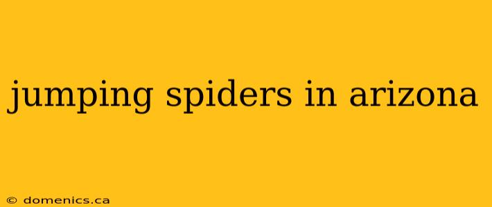 jumping spiders in arizona