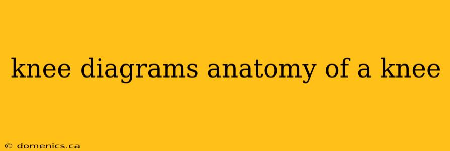 knee diagrams anatomy of a knee