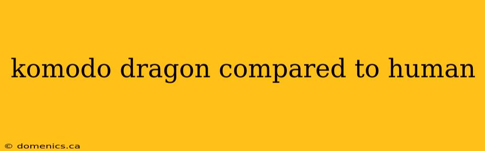 komodo dragon compared to human