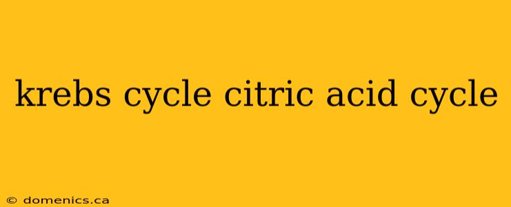 krebs cycle citric acid cycle