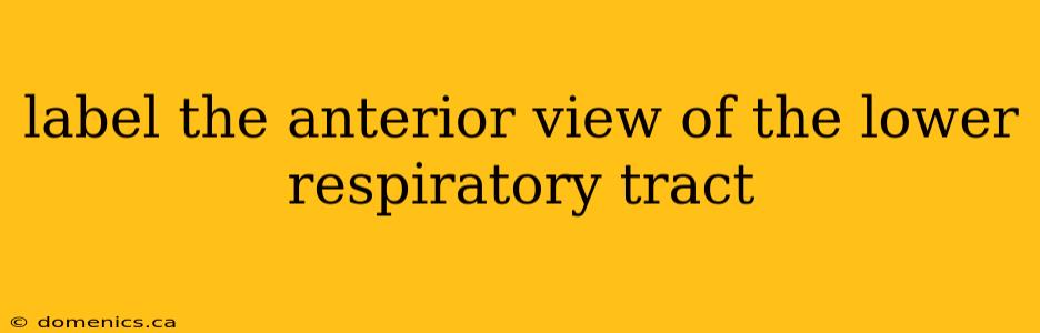 label the anterior view of the lower respiratory tract