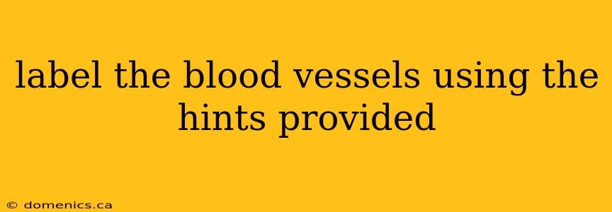 label the blood vessels using the hints provided