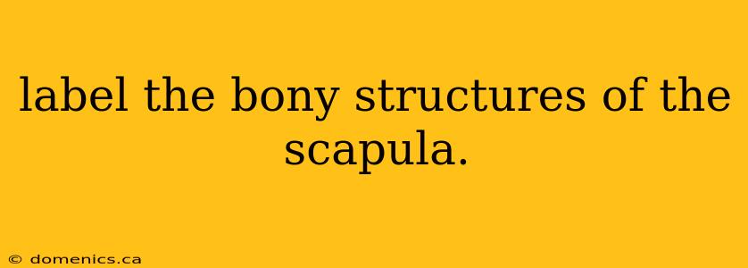 label the bony structures of the scapula.