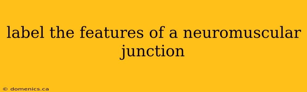 label the features of a neuromuscular junction