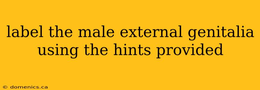 label the male external genitalia using the hints provided